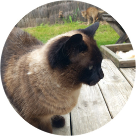 portrait-mina-dl-coach-animalier-saint-brieuc