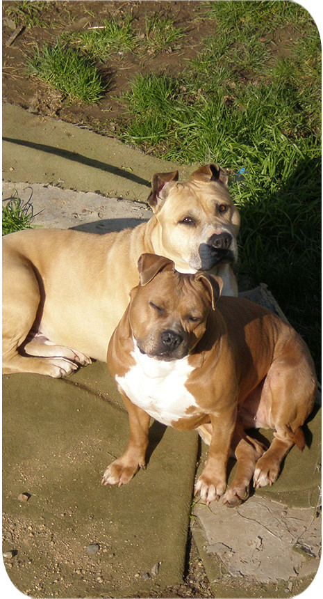 formation-aptitude-detention-chien-dl-coach-animalier